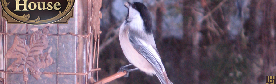 Chickadee