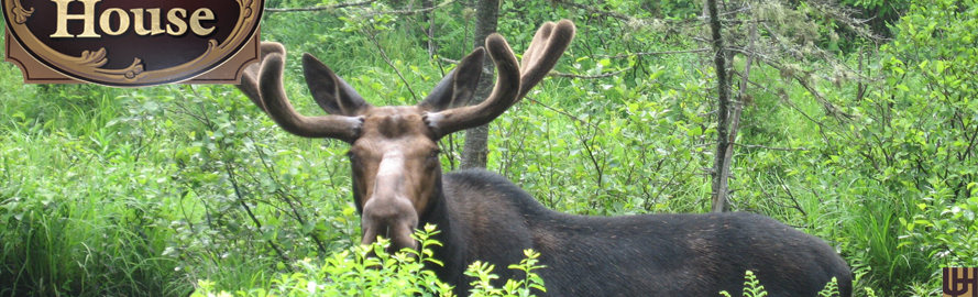 Moose watching...