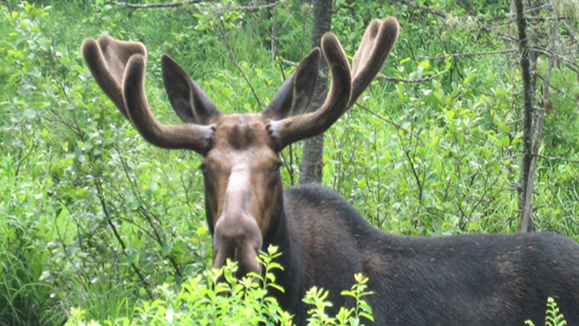 A Moose!