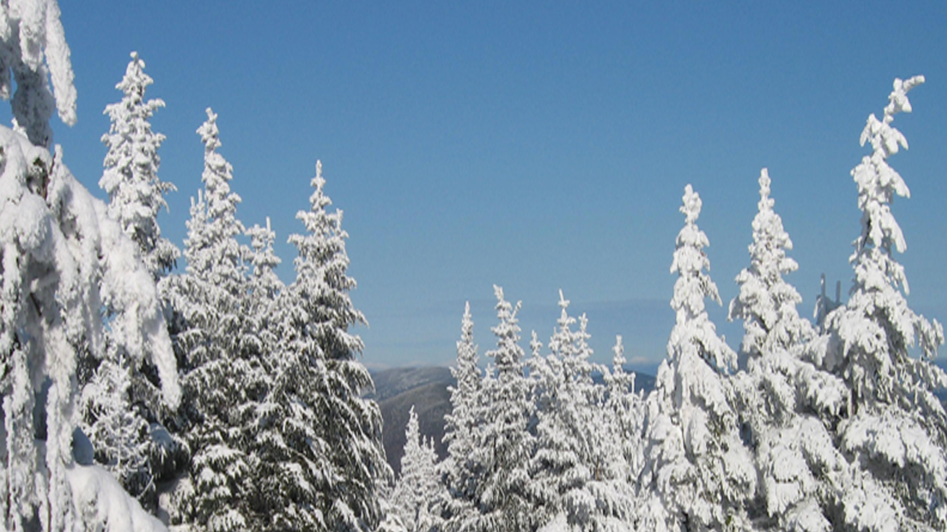 Snowy Forest